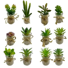 Mini pianta in vaso di plastica succulenta
