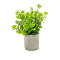 Mini pentola artificiale e mini di alberi all'aperto